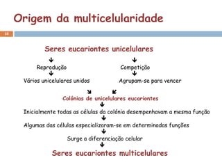 Origem da multicelularidade
18



              Seres eucariontes unicelulares
                                            
           Reprodução                    Competição
                                            
      Vários unicelulares unidos         Agrupam-se para vencer

                                        
                     Colónias de unicelulares eucariontes
                                    
      Inicialmente todas as células da colónia desempenhavam a mesma função
                                     
      Algumas das células especializaram-se em determinadas funções
                                     
                      Surge a diferenciação celular
                                    
                 Seres eucariontes multicelulares
 