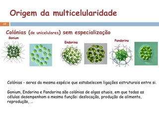 Origem da multicelularidade
19


 Colónias (de       unicelulares)   sem especialização




     Colónias - seres da mesma espécie que estabelecem ligações estruturais entre si.

     Gonium, Endorina e Pandorina são colónias de algas atuais, em que todas as
     células desempenham a mesma função: deslocação, produção de alimento,
     reprodução, …
 