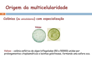 Origem da multicelularidade
20


 Colónias (de       unicelulares)   com especialização




     Volvox - colónia esférica de algas biflageladas (50 a 50000) unidas por
     prolongamentos citoplasmáticos e bainhas gelatinosas, formando uma esfera oca.
 