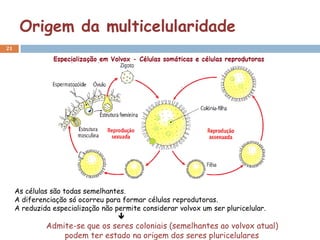 Origem da multicelularidade
21




     As células são todas semelhantes.
     A diferenciação só ocorreu para formar células reprodutoras.
     A reduzida especialização não permite considerar volvox um ser pluricelular.
                                    
              Admite-se que os seres coloniais (semelhantes ao volvox atual)
                  podem ter estado na origem dos seres pluricelulares
 