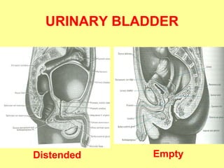 Distensible Bladder 10-Urinary bladder.pptx