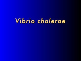 Vibrio cholerae 