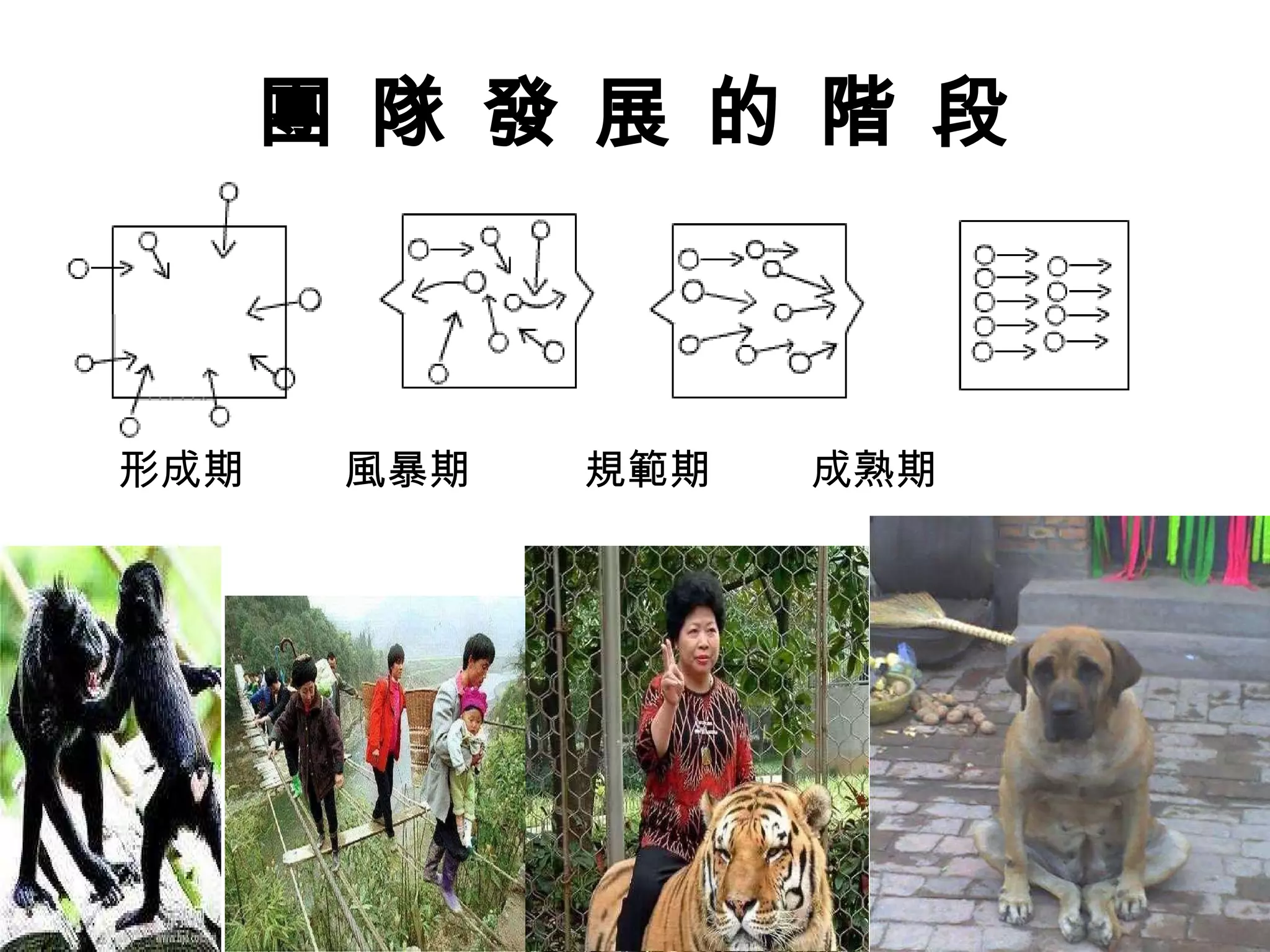 團 隊 發 展 的 階 段 形成期  風暴期  規範期  成熟期 