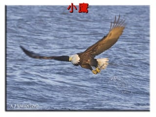 小鷹 