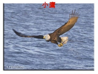 小鷹 