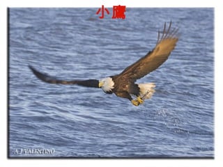 小鷹
 