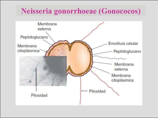Estructura De La Bacteria Neisseria Gonorrhoeae