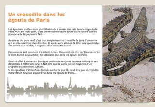 Un crocodile dans les
égouts de Paris
Les égoutiers de Paris sont plutôt habitués à croiser des rats dans les égouts de
Paris. Mais en mars 1984, c’est une rencontre d’une toute autre nature que les
pompiers de l’époque ont fait.
Au niveau du pont neuf, c’est tout simplement un crocodile de près d’un mètre
qui les attendait tapi dans l’ombre. Et après avoir attrapé la bête, des spécialistes
ont donné leur verdict, il s’agissait d’un crocodile du Nil.
Personne ne sait comment il a atterri là-bas. Ce qui est sûr c’est qu’Eleanore (c’est
le nom donné au crocodile) ne se balade plus dans les égouts de Paris.
Il est en effet à Vannes en Bretagne ou il coule des jours heureux du long de ses
désormais 3 mètres de long. Il faut dire que la durée de vie moyenne d’un
crocodile est d’environ 100 ans.
Si les égoutiers n’étaient pas tombés sur lui ce jour-là, peut être que le crocodile
marauderait toujours aujourd’hui dans les égouts de Paris….

 