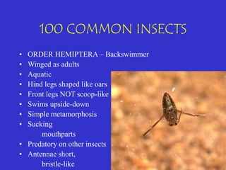 100-common-insects-presentation.pdfiles. | PDF