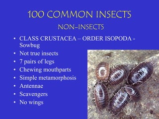 100-common-insects-presentation.pdfiles. | PDF