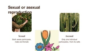 reproduction in plants is vey goof in pp | PPTX
