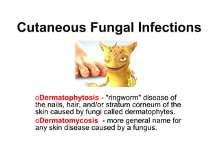 Cutaneous Fungal Infections
oDermatophytosis - "ringworm" disease of
the nails, hair, and/or stratum corneum of the
skin caused by fungi called dermatophytes.
oDermatomycosis - more general name for
any skin disease caused by a fungus.
 