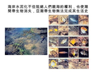 海岸水泥化不但阻絕人們親海的權利，也使潮間帶生物消失，亞潮帶生物無法完成其生活史 