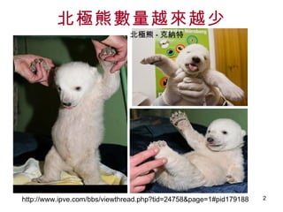 北極熊數量越來越少 北極熊 - 克納特 http://www.ipve.com/bbs/viewthread.php?tid=24758&page=1#pid179188 