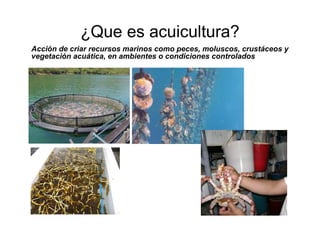 ¿Que es acuicultura?
Acción de criar recursos marinos como peces, moluscos, crustáceos y
vegetación acuática, en ambientes...