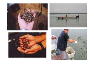 "Acuicultura como alternativa para la producción de alimento y sobrexplotación pesquera"