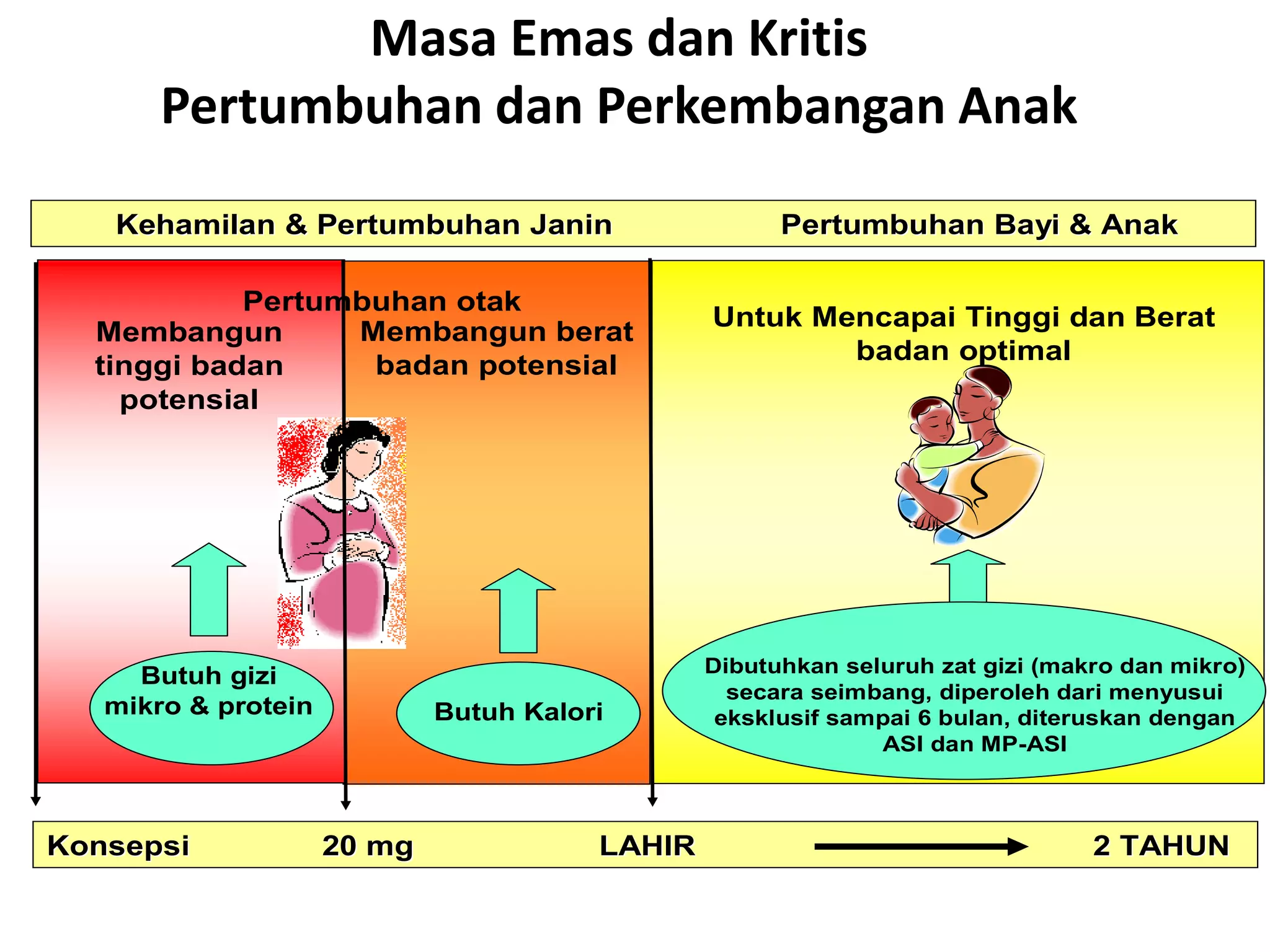 Membangun berat
badan potensial
MASAMASA ““EMASEMAS”” DANDAN ““KRITISKRITIS””
Membangun
tinggi badan
potensial
Untuk Mencapai Tinggi dan Berat
badan optimal
Dibutuhkan seluruh zat gizi (makro dan mikro)
secara seimbang, diperoleh dari menyusui
eksklusif sampai 6 bulan, diteruskan dengan
ASI dan MP-ASI
Butuh gizi
mikro & protein Butuh Kalori
KonsepsiKonsepsi 20 mg LAHIR20 mg LAHIR 2 TAHUN2 TAHUN
KehamilanKehamilan && PertumbuhanPertumbuhan JaninJanin PertumbuhanPertumbuhan BayiBayi && AnakAnak
Pertumbuhan otak
Masa Emas dan Kritis
Pertumbuhan dan Perkembangan Anak
 