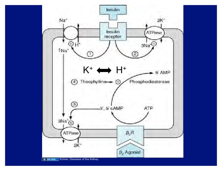 10.01.08 Potassium and Magnesium Homeostasis