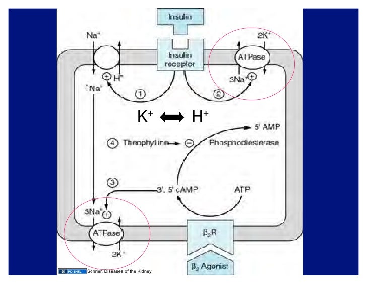 10.01.08 Potassium and Magnesium Homeostasis