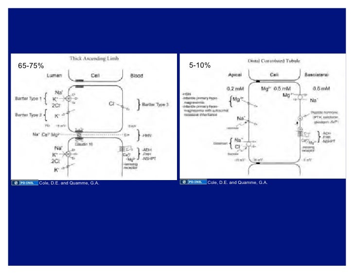 10 01 08 Potassium And Magnesium Homeostasis