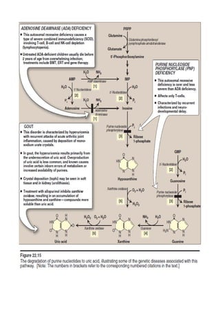 Comprehensive Overview of Nitrogen Metabolism and Amino Acid Catabolism ...
