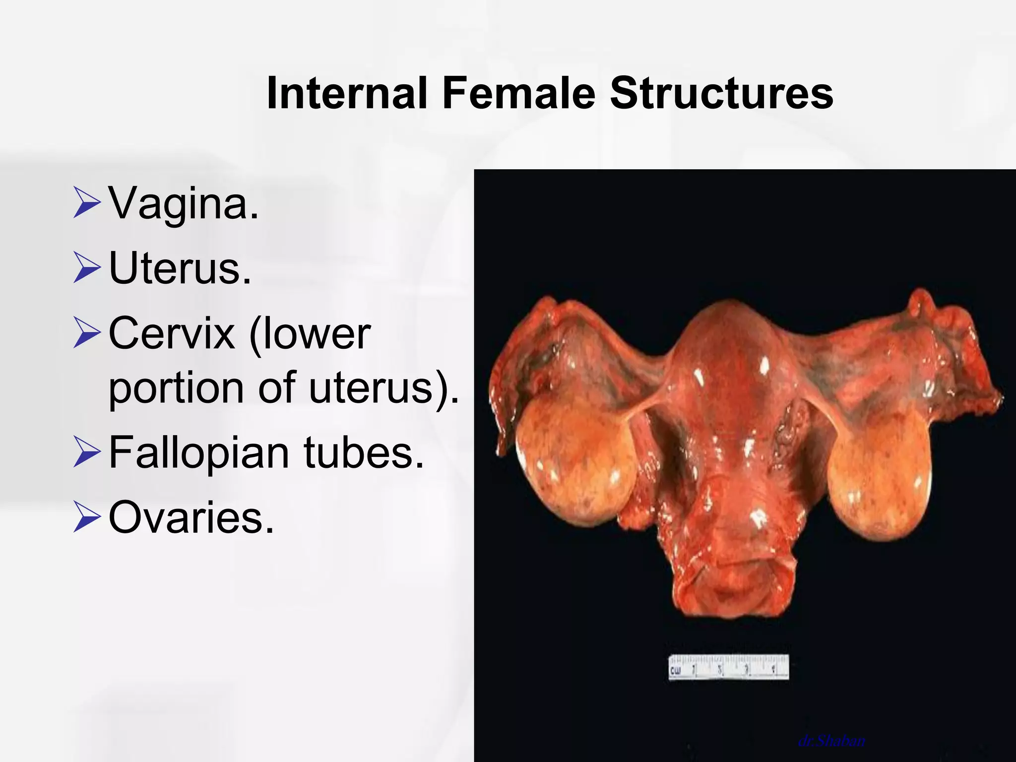 Internal Female Structures

Vagina.
Uterus.
Cervix (lower
 portion of uterus).
Fallopian tubes.
Ovaries.



                                  dr.Shaban
 