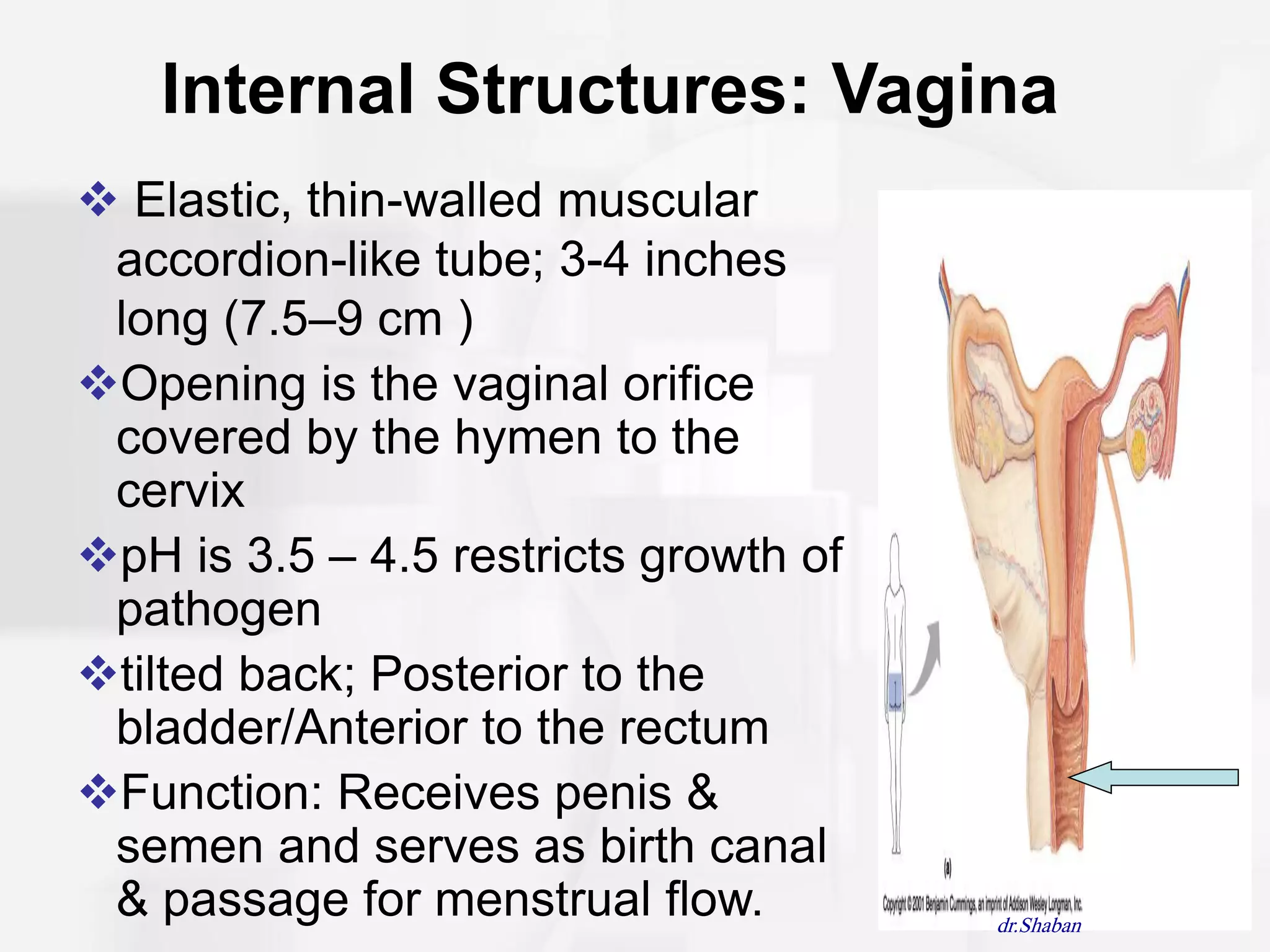 Internal Structures: Vagina
 Elastic, thin-walled muscular
 accordion-like tube; 3-4 inches
 long (7.5–9 cm )
Opening is the vaginal orifice
 covered by the hymen to the
 cervix
pH is 3.5 – 4.5 restricts growth of
 pathogen
tilted back; Posterior to the
 bladder/Anterior to the rectum
Function: Receives penis &
 semen and serves as birth canal
 & passage for menstrual flow.         dr.Shaban
 