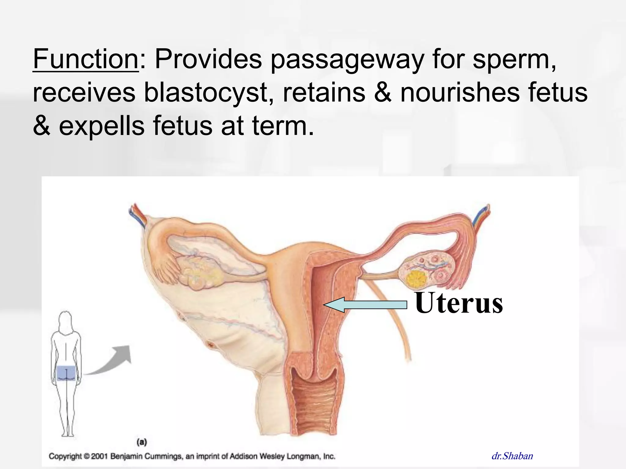 Function: Provides passageway for sperm,
receives blastocyst, retains & nourishes fetus
& expells fetus at term.




                               Uterus



                                     dr.Shaban
 
