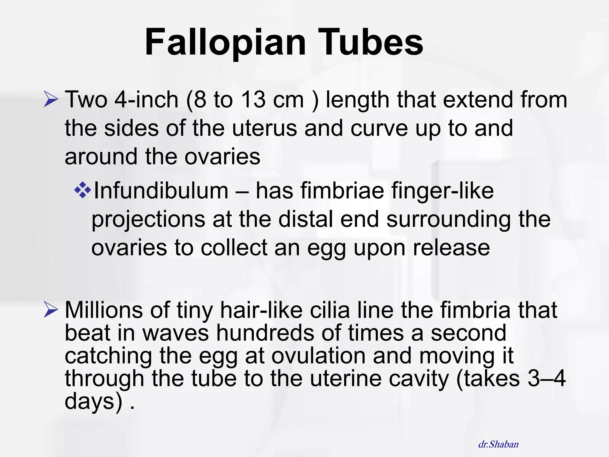 Fallopian Tubes
 Two 4-inch (8 to 13 cm ) length that extend from
  the sides of the uterus and curve up to and
  around the ovaries
   Infundibulum – has fimbriae finger-like
     projections at the distal end surrounding the
     ovaries to collect an egg upon release

 Millions of tiny hair-like cilia line the fimbria that
  beat in waves hundreds of times a second
  catching the egg at ovulation and moving it
  through the tube to the uterine cavity (takes 3–4
  days) .
                                              dr.Shaban
 