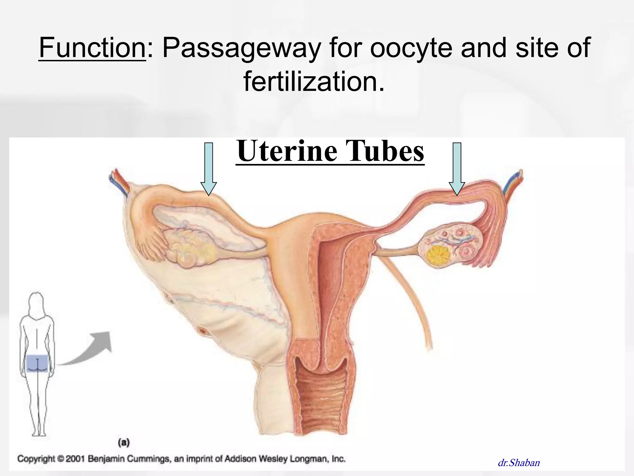 Function: Passageway for oocyte and site of
               fertilization.

               Uterine Tubes




                                   dr.Shaban
 