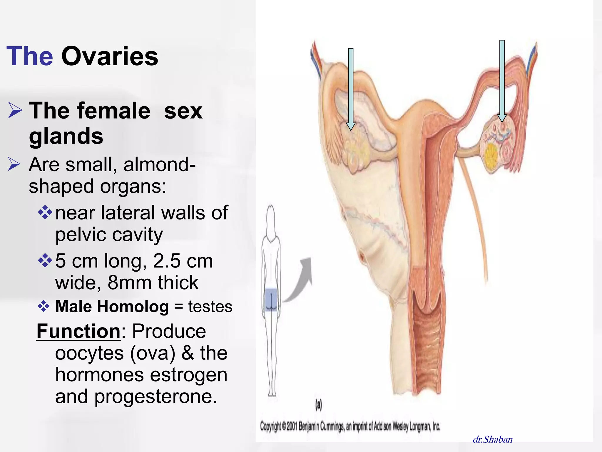 The Ovaries
 The female sex
  glands
 Are small, almond-
  shaped organs:
   near lateral walls of
     pelvic cavity
   5 cm long, 2.5 cm
     wide, 8mm thick
    Male Homolog = testes
   Function: Produce
     oocytes (ova) & the
     hormones estrogen
     and progesterone.
                             dr.Shaban
 