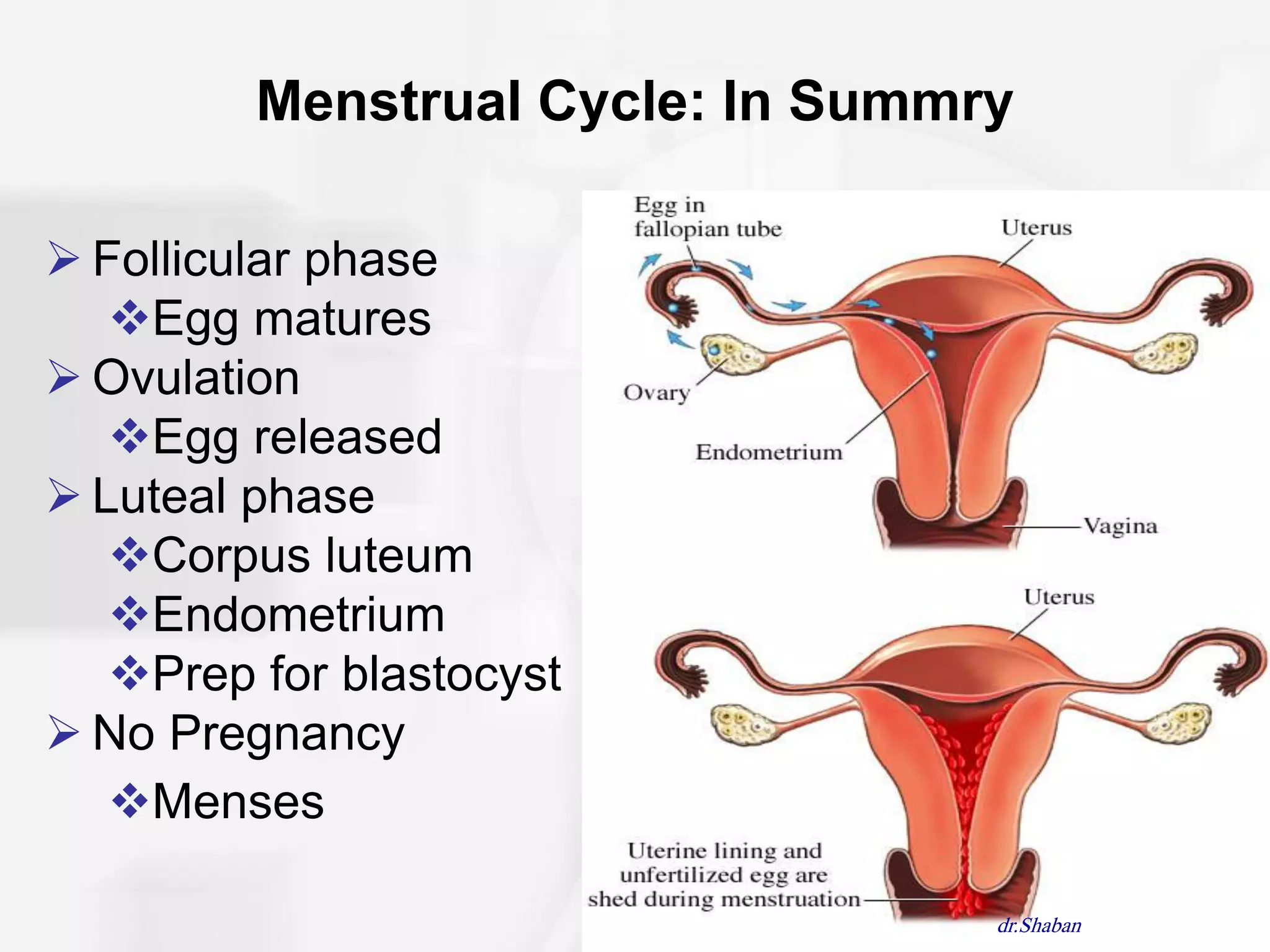 Menstrual Cycle: In Summry

 Follicular phase
   Egg matures
 Ovulation
   Egg released
 Luteal phase
   Corpus luteum
   Endometrium
   Prep for blastocyst
 No Pregnancy
   Menses

                                  dr.Shaban
 