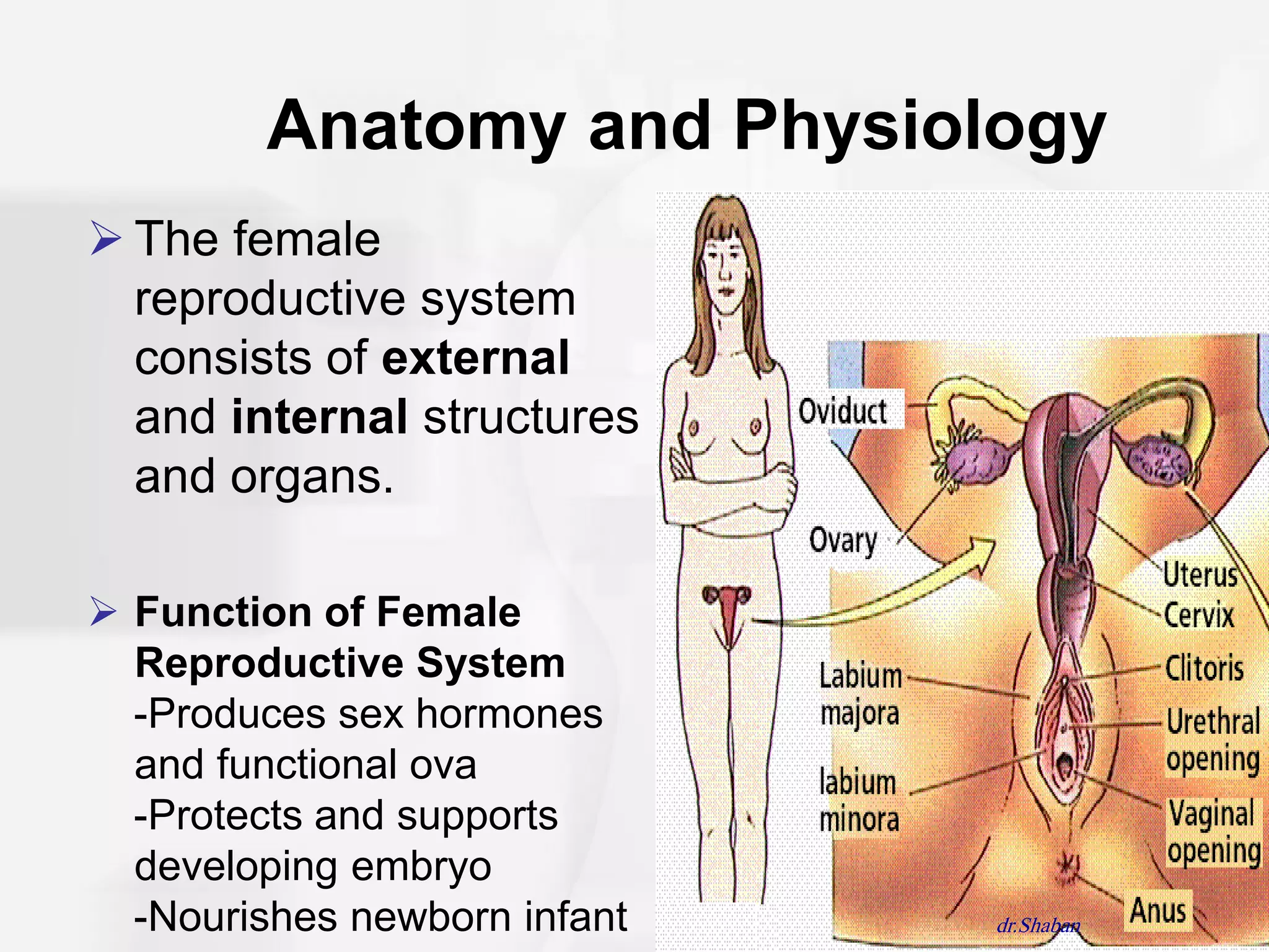 Anatomy and Physiology
 The female
  reproductive system
  consists of external
  and internal structures
  and organs.

 Function of Female
  Reproductive System
  -Produces sex hormones
  and functional ova
  -Protects and supports
  developing embryo
  -Nourishes newborn infant   dr.Shaban
 
