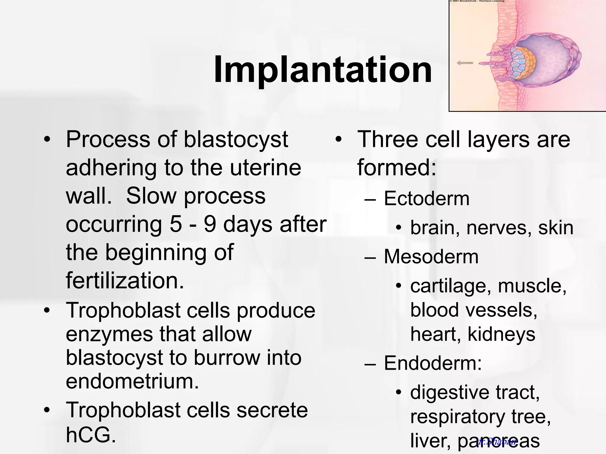 Implantation
• Process of blastocyst      • Three cell layers are
  adhering to the uterine      formed:
  wall. Slow process            – Ectoderm
  occurring 5 - 9 days after       • brain, nerves, skin
  the beginning of              – Mesoderm
  fertilization.                   • cartilage, muscle,
• Trophoblast cells produce           blood vessels,
  enzymes that allow                  heart, kidneys
  blastocyst to burrow into      – Endoderm:
  endometrium.                      • digestive tract,
• Trophoblast cells secrete           respiratory tree,
  hCG.                                liver, pancreas
                                               dr.Shaban
 