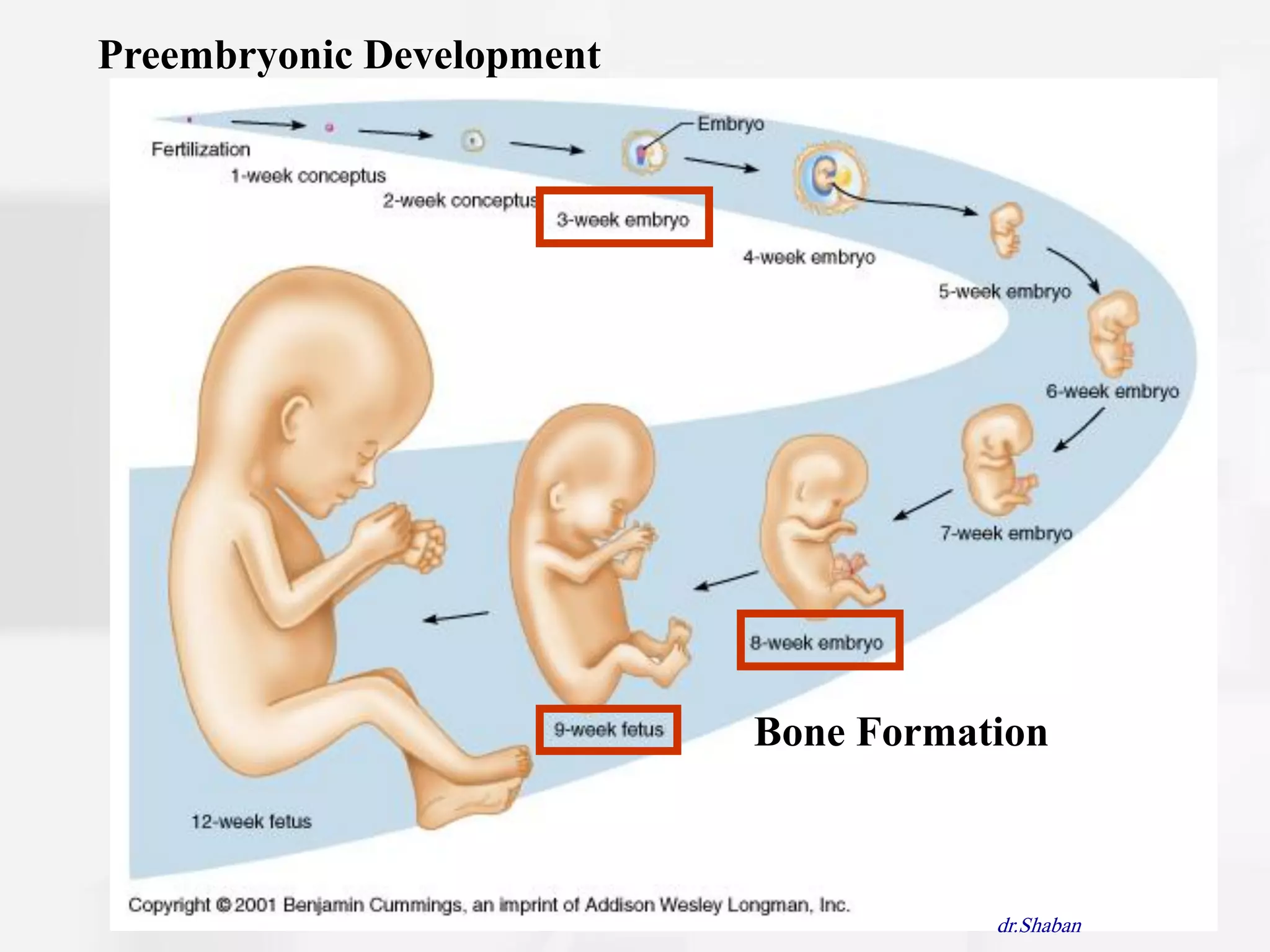 Preembryonic Development




                           Bone Formation



                                      dr.Shaban
 