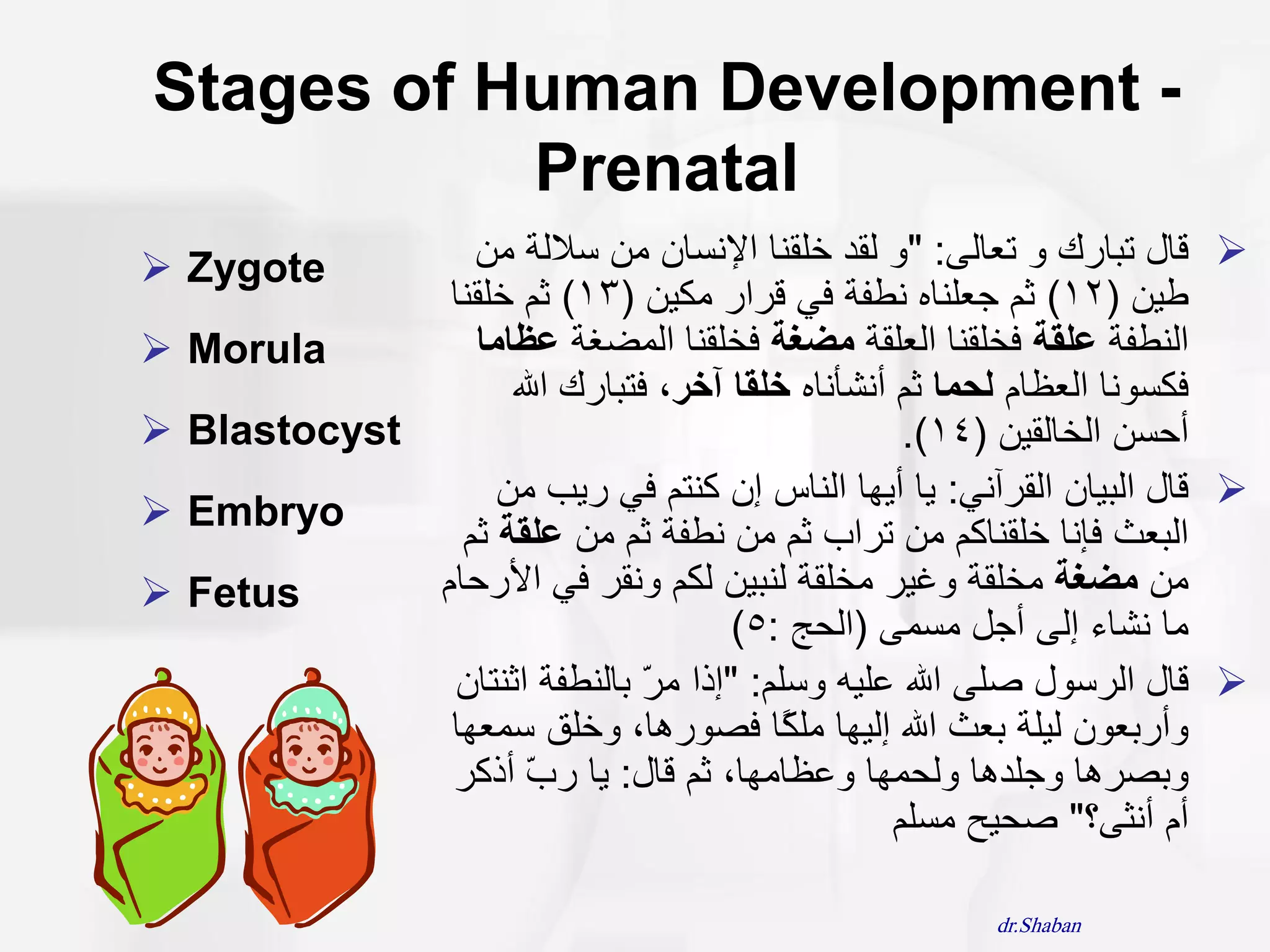 ‫- ‪Stages of Human Development‬‬
           ‫‪Prenatal‬‬
‫‪ Zygote‬‬        ‫‪ ‬قال تثارك ٔ تعانى: "ٔ نقد خهقُا اإلَساٌ يٍ سالنة يٍ‬
              ‫طيٍ (21) ثى جعهُاِ َطفة في قرار يكيٍ (31) ثى خهقُا‬
‫‪ Morula‬‬         ‫انُطفة علقة فخهقُا انعهقة مضغة فخهقُا انًضغة عظاما‬
                    ‫فكسَٕا انعظاو لحما ثى أَشأَاِ خلقا آخر، فتثارك اهلل‬
‫‪ Blastocyst‬‬                                       ‫أحسٍ انخانقيٍ (41).‬
                   ‫‪ ‬قال انثياٌ انقرآَي: يا أيٓا انُاس إٌ كُتى في رية يٍ‬
‫‪ Embryo‬‬
               ‫انثعث فإَا خهقُاكى يٍ تراب ثى يٍ َطفة ثى يٍ علقة ثى‬
‫‪ Fetus‬‬      ‫يٍ مضغة يخهقة ٔغير يخهقة نُثيٍ نكى َٔقر في األرحاو‬
                                     ‫يا َشاء إنى أجم يسًى (انحج :5)‬
               ‫‪ ‬قال انرسٕل صهى اهلل عهيّ ٔسهى: "إذا ير تانُطفة اثُتاٌ‬
                               ‫ّ‬
              ‫ٔأرتعٌٕ نيهة تعث اهلل إنيٓا يه ًا فصٕرْا، ٔخهق سًعٓا‬
                                         ‫ك‬
              ‫ٔتصرْا ٔجهدْا ٔنحًٓا ٔعظايٓا، ثى قال: يا ر ّ أذكر‬
                      ‫ب‬
                                                  ‫أو أَثى؟" صحيح يسهى‬

                                                       ‫‪dr.Shaban‬‬
 