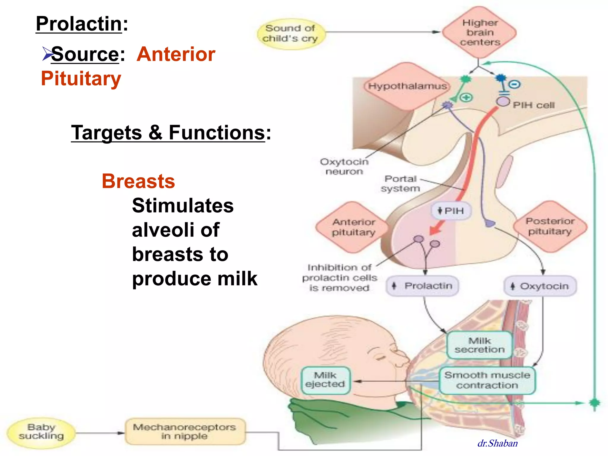 Prolactin:
Source: Anterior
Pituitary

   Targets & Functions:

      Breasts
         Stimulates
         alveoli of
         breasts to
         produce milk




                          dr.Shaban
 