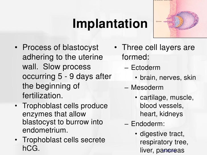 How long does implantation last?