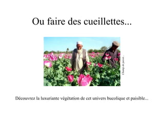 Ou faire des cueillettes... Découvrez la luxuriante végétation de cet univers bucolique et paisible... Champ de pavot... 