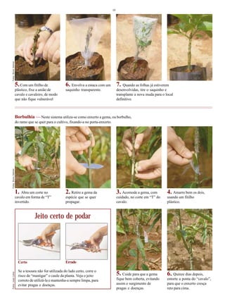 10
Com um fitilho de
plástico, fixe a união de
cavalo e cavaleiro, de modo
que não fique vulnerável
Envolva a estaca com um
saquinho transparente.
Quando as folhas já estiverem
desenvolvidas, tire o saquinho e
transplante a nova muda para o local
definitivo.
Borbulhia — Neste sistema utiliza-se como enxerto a gema, ou borbulho,
do ramo que se quer para o cultivo, fixando-a no porta-enxerto.
Abra um corte no
cavalo em forma de “T”
invertido.
Retire a gema da
espécie que se quer
propagar.
Acomode a gema, com
cuidado, no corte em “T” do
cavalo.
Amarre bem os dois,
usando um fitilho
plástico.
5. 6. 7.
1. 2. 3. 4.
Se a tesoura não for utilizada do lado certo, corre o
risco de “mastigar” o caule da planta. Veja o jeito
correto de utilizá-la e mantenha-a sempre limpa, para
evitar pragas e doenças.
Jeito certo de podar
Cuide para que a gema
fique bem coberta, evitando
assim o surgimento de
pragas e doenças.
Quinze dias depois,
entorte a ponta do “cavalo”,
para que o enxerto cresça
reto para cima.
5. 6.
Certo Errado
Fotos:BrunoSellmerFotos:BrunoSellmerFotos:JussiLehto
 