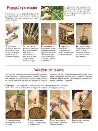 9
Propagação por estaquia Consiste em cortar uma estaca com
uns 20 ccentímetros de comprimento (no
caso de árvores é bom que tenha 40
centímetros), que contenha pelo menos
5 gemas (olhos).
No caso de
estaquia da ponta dos
ramos, tire as folhas
da base e corte pela
metade as que se
encontram na ponta.
Depois é só
enterrar uns
5 centímetros na
mesma mistura de solo
citada anteriormente.
Para apressar o
enraizamento, “molhe”
emhormônioenraizador
a ponta da estaca que
será enterrada. Para
evitar doenças pode-
se misturar fungicida
ao hormônio
Dica: corte as
pontas das estacas em
bisel. O chanfrado na
base acelera o
enraizamento. Já o
bisel, feito na ponta
superior, evita o
acúmulo de água.
Em pouco tempo,
cerca de 15 a 30 dias, a
estaca já estará
enraizada, podendo
ser transplantada no
local definitivo.
Propagação por enxertia
Este processo, mais freqüentemente utilizado para reproduzir
árvores frutíferas, é o casamento entre o “cavaleiro” (estaca de
uma variedade que interessa para o cultivo) e o porta-enxerto
ou “cavalo” (variedade que pode ser resistente às pragas e
doenças, e que retira facilmente os nutrientes do solo). Deste
modo, consegue-se frutos uniformes, vindos de frutíferas
resistentes. Você vai aprender a seguir duas maneiras de enxertar
plantas: a garfagem e a borbulhia.
Garfagem — tem como objetivo promover uma “solda” entre o porta-enxerto e o cavaleiro.
Neste caso, a ponta de um ramo deve ter em geral de 5 a 10 cm e de 2 a 3 gemas salientes.
Em primeiro lugar,
corte a metade do ramo
do cavalo.
Abra uma fenda em
forma de “V”, bem no meio
da estaca (cavalo).
Com uma faca bem
afiada, corte a planta a ser
enxertada; em bisel.
Em seguida, encaixe a
estaca no cavalo.
Este processo é um modo rápido e eficiente de
propagar, principalmente, arbustos e trepadeiras.
Ele pode ser feito pela ponta dos ramos ou por
estacas de galho.
1.
2. 3. 4. 5. 6.
1. 2. 3. 4.
Fotos:BrunoSellmer
JussiLehto
BrunoSellmer
BrunoSellmer
BrunoSellmer
SilvestreSilva
SilvestreSilva
 