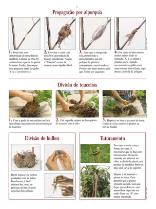 11
Propagação por alporquia
Selecione uma
extremidade de ramo lateral
saudável. Calcule de 30 a 50
centímetros, a partir da ponta
do ramo. Então, descasque
uma pequena parte do galho
(4 ou 5 centímetros).
Envolva o corte com
uma boa quantidade de
musgo umedecido. Assim
a “fixação” ocorre de
maneira mais rápida e fácil.
Para que o musgo não
saia, permitindo o
enraizamento, use um
pedaço de plástico
transparente envolvendo-o.
Prenda nas duas pontas para
que forme um saquinho.
Em cerca de dois meses,
muitas raízes terão se
formado. Aí é só retirar o
plástico com cuidado,
seccionando o galho com
uma tesoura bem afiada, logo
abaixo da bola de esfagno.
Divisão de touceiras
Com a ajuda de um estilete ou faca
bem afiada, faça um corte inicial no meio
da touceira.
Em seguida, separe as duas partes
da touceira com a mão.
Depois é só tirar o excesso de terra,
cortar as raízes mortas e plantar as
novas mudas.
Divisão de bulbos
Basta separar os bulbos
grudados com as mãos.
Geralmente, é fácil
destacá-los, mas, se
precisar, divida-os com
uma faca bem afiada.
1. 2. 3. 4.
1. 2. 3.
Para que a muda cresça
firme, às vezes, é
necessário que se faça um
tutoramento. O macete
consiste em enterrar no
chão, ao lado da planta, um
pedaço de madeira, ferro ou
algo que sirva de suporte.
Depois é só amarrar a
planta ao tutor. Para
garantir que a planta
crescerá segura, sem que
fique presa deve-se usar
amarrilhos especiais ou
então fazer um “8” com
arame encapado.
Tutoramento
Fotos:ValerioRomahnFotos:JussiLehto
ValerioRomahn
ValerioRomahnJussiLehto
Fotos:JussiLehto
 