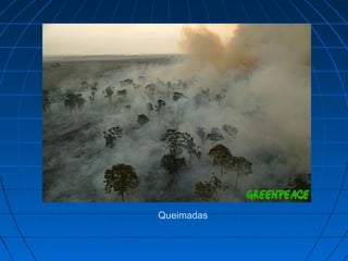 Queimadas
 