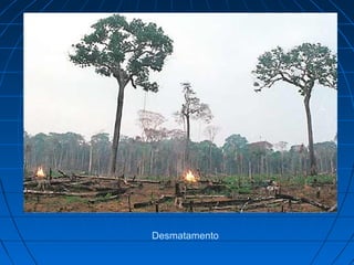 Desmatamento
 