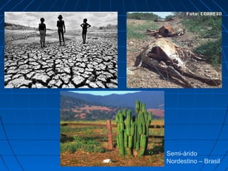 Semi-árido
Nordestino – Brasil
 