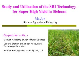 Study and Utilization of the SRI Technology  for Super High Yield   in Sichuan Co-partner units   ： Sichuan Academy of Agricultural Sciences  General Station of Sichuan Agricultural  Technology Extension  Sichuan Kenong Seed Industry Co., Ltd.  Ma Jun   Sichuan Agricultural University 