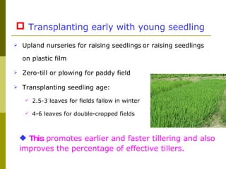 <ul><li>This  promotes earlier and faster tillering and also improves the percentage of effective tillers. </li></ul><ul><...