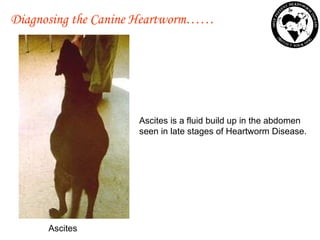 Ascites is a fluid build up in the abdomen  seen in late stages of Heartworm Disease.  Ascites  Diagnosing the Canine Heartworm…… 