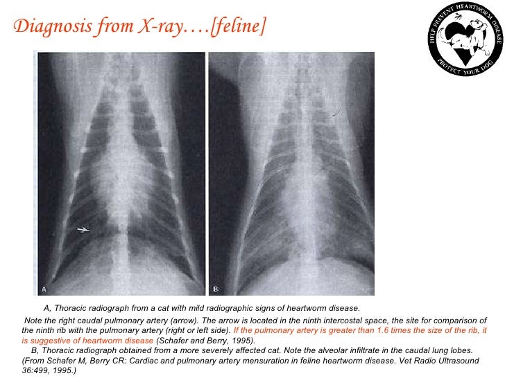 feline heartworm hola klonec co feline heartworm