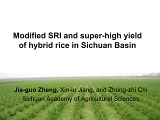 Modified SRI and super-high yield of hybrid rice in Sichuan Basin Jia-guoZheng,Xin-lu Jiang, and Zhong-zhi Chi Sichuan Academy of Agricultural Sciences  